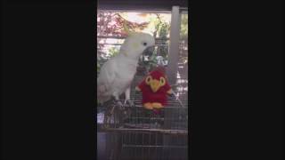 Cockatoo talking with a Toy Parrot! Epic Conversation¬Must See!