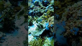 Masked little fellow #wildlife #underwater #water #aquarium #relaxing #piano