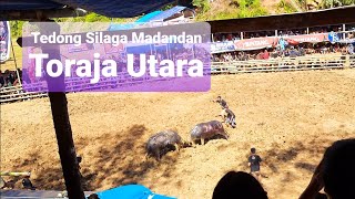 Tedong Silaga Budaya Tradisi Adat Istiadat Madandan Toraja Utara