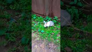 🐇🐰CUTE BUNNIES ON THE ROAD | MUST WATCH | #shortsfeed #crazyboy @Ishfun