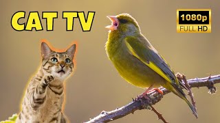 Cat TV: Videos for Cats 😺 1 Hour of Morning Birds 🐦 Ep. 17