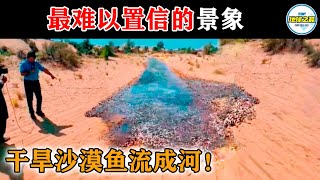 干旱沙漠鱼流成河！15个最难以置信的奇特景象，多亏了相机才得以记录！丨地球之最#冷知识 #排名 #世界之最#动物#动物世界#彩色池塘#鱼河#死亡谷#外星地貌#哈尼梯田#世界之最top#top10