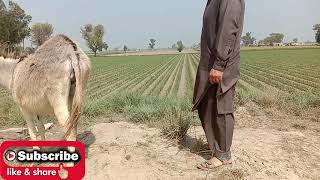 First Time Man And Donkey || Never Seen Before || Animal Info