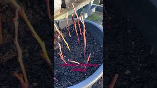 Hardwood blueberry cuttings #allotment #vegetablegardening