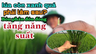 lúa còn xanh quá phải làm sau? để bón phân đón đồng TĂNG NĂNG SUẤT #102 l thanhdotv