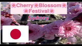 (DAY 1) SYDNEY'S CHERRY BLOSSOM FESTIVAL at the JAPANESE GARDEN