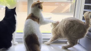 Kitten Annoys Cat, He Gets Punished