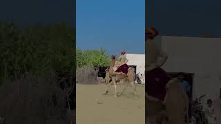 Sodha camel Ride sindh pakistan #trending  #shorts  #short  #viralvideo