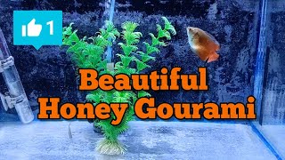 Honey Gourami || Quarantine Tank || Sick Fish