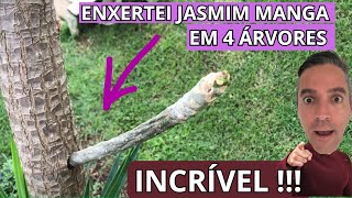 Loucura ! Enxertei JASMIM MANGA em 4 árvores. Vc não vai acreditar no que aconteceu !