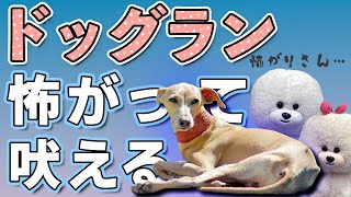 【犬のしつけ】ドッグランで怖がって吠える【悩み相談ライブ切り抜き】