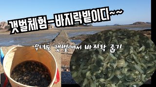 무녀도는 바지락밭이네! 캠핑장에서 호미대여 줍기바쁘네