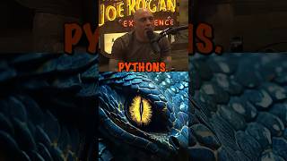 🐍 Unbelievable! Python's Unexpected Appetite! 🐱🐶 #joerogan #storytime #python #WildNature