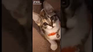 Cute cat want soul #pets #trending #tiktok #status #shorts #youtubeshorts #compilation #2021 #viral