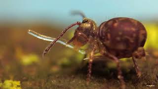 Globular Springtail tubing