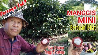 POKOK MANGGIS MINI TINGGI 5' BERBUAH LEBAT | Sekali panen/petik satu baldi