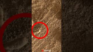 Curiosity Finds a Martian 'Flower' | Flower on Mars