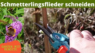 Sommerflieder bzw  Schmetterlingsflieder schneiden