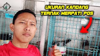 UKURAN KANDANG IDEAL UNTUK TERNAK MERPATI POS #WAJIBTAU