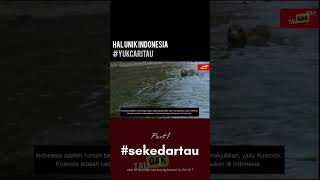 Hal unik Indonesia 1 #shorts #videoshort #halunikinfonesia #pulaukomodo