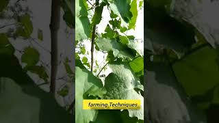 Farming techniques.#farming