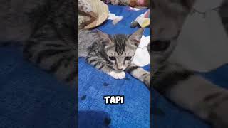 susahnya jadi anabul #shorts #kitten #anabul #cat #viralshort #videokucing #catlover #anakkucinglucu