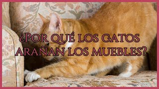 ¿Por qué los GATOS ARAÑAN los MUEBLES? 🐱🐱