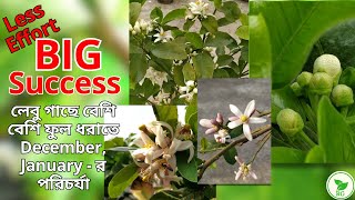 BOOST Lemon Plants for MORE Flowering: How to Care Now | লেবু গাছে বেশি ফুল ধরাতে এখনকার পরিচর্যা