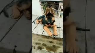 long coat German shepherd puppy heavy bone #viral