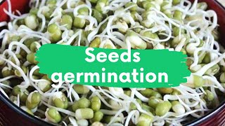 How to germinate seeds | Seeds germination activity for grade 5 | How to make sprouts |