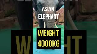 African elephant vs Asian elephant tusker #shorts