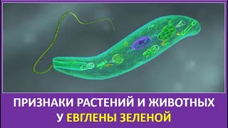 12. Признаки растений и животных у евглены зелёной