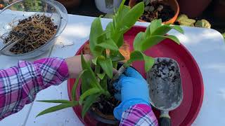 Potting Up Dendrobium Lorrie Mortimer ‘S & W’ || How to Repot an Orchids