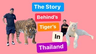 The story behind the white  Canadian tiger 🐅 in Thailand and how they get to Thailand / Animals