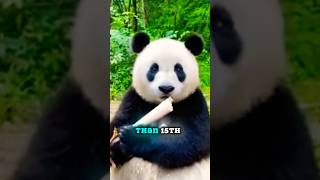 Rare Giant Pandas of Sichuan! Discover the Hidden Pandas of Qinling Mountains🐼#shorts #pandapanda