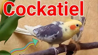 Cockatiel male mating call #Корелла  Female and male cockatiel #FamilyCockatiels #CuteParrot #Parrot