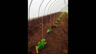 how to grow cucumber in proteced horticulture.