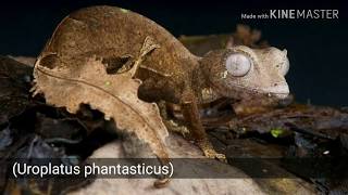 Gecko cola de hoja (Uroplatus phantasticus)