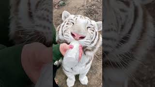 White Tiger loves his bottle 🍼🍼 listen to him suckle #bottlebaby