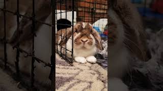 Carl, The Gentle Bunny #bunny #rabbit #rabbits