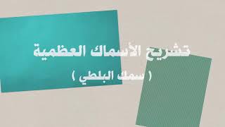 شاهد ⁦↖️⁩⁦⬅️⁩(   تشريح سمكه البلطى 🐟🐋🐬)