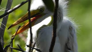 Great Egret Chicks and Snow Egret with Eggs at Gatorland