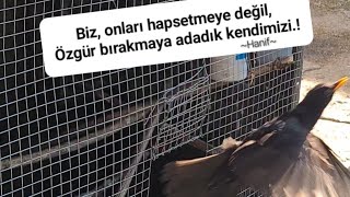 Karatavuk avcıdan aldım doğaya saldım