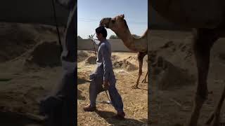 Amazing video #camel #youtubeshorts #animals #shorts