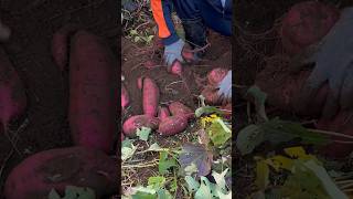 Harvesting Sweet Potatoes #garden #sweetpotato