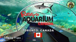 Exploring Ripley's Aquarium Of Canada | Toronto 🇨🇦 | Beautiful Aquarium Of The World |Relaxing Music