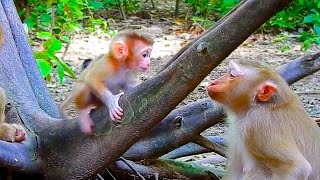 How about adorable?Baby Lexi being taught to gently climb a tree by young mother Louy