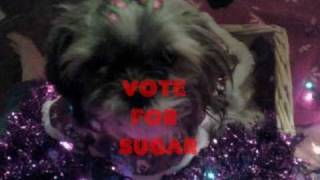 Vote For Sugar!