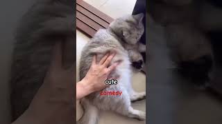 cute cats funny moments