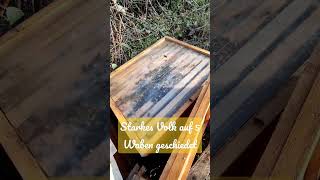 Starkes Volk auf 5 Waben geschiedet #bienen #imkerei #honig #nature #pfalz #been #honigkeiten